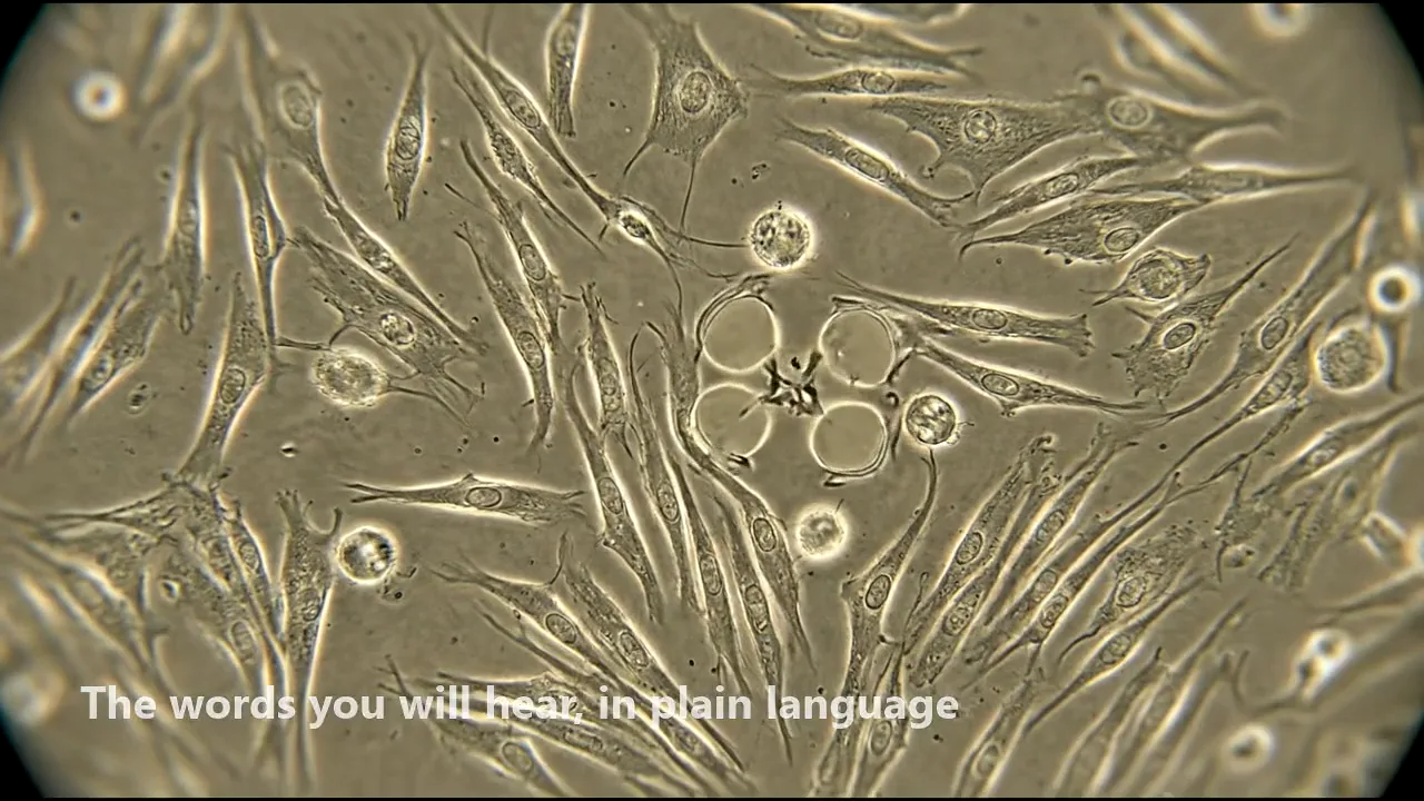 Stem cells seen through a phase-contrast microscope.