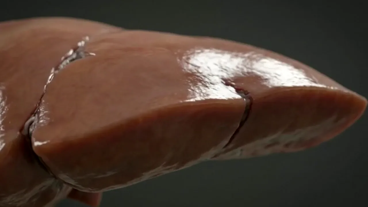 Illustrative animation of scarred liver tissue becoming smooth and healthy.