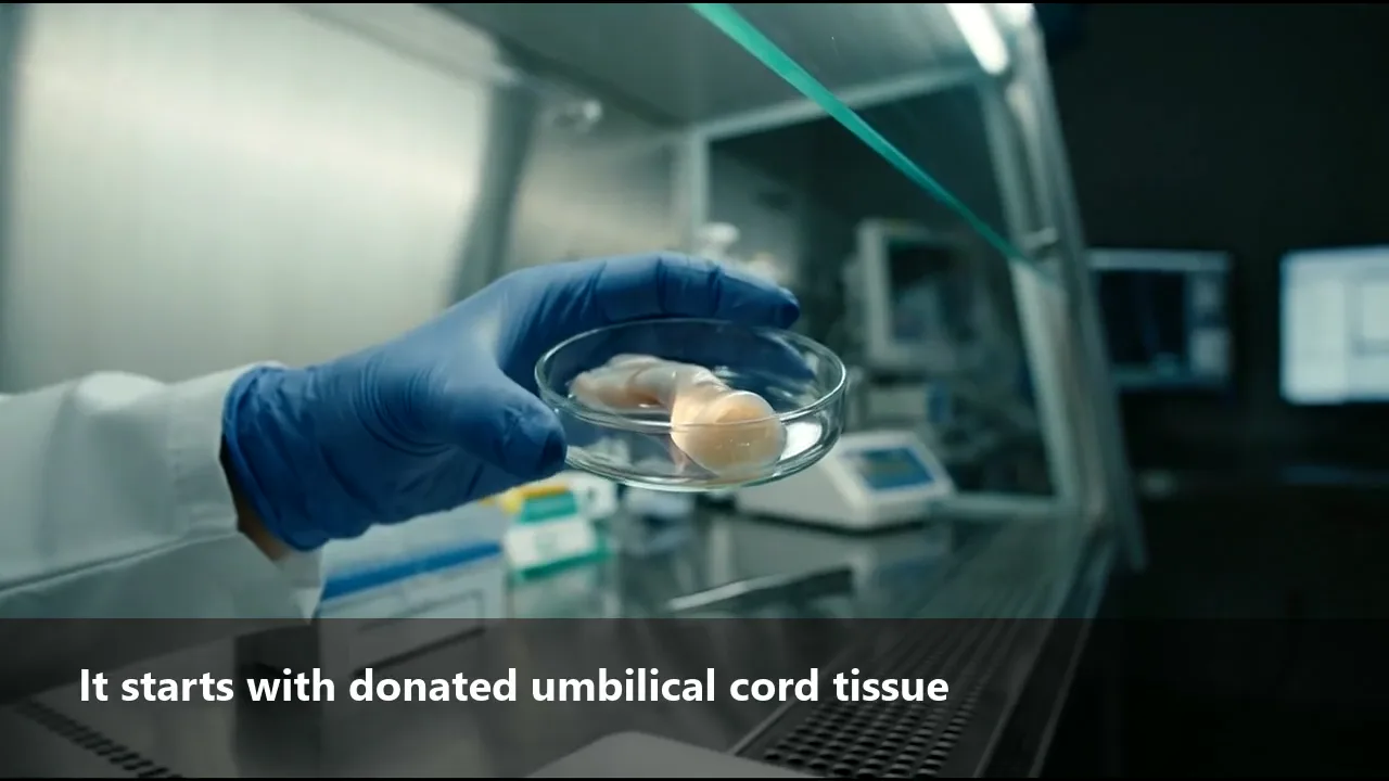 Stem cells growing in a laboratory culture flask, from a film explaining the treatment.